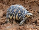 Tortue étoilée d'Inde