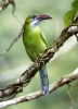 Toucanet à bec sillonné