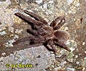 Trap-door Spider