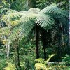 Tree Fern