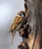 Tree Sparrow