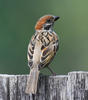 Tree Sparrow