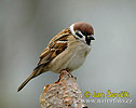 Tree Sparrow