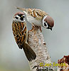 Tree Sparrow