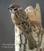 Tree Sparrow