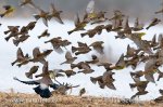 Tree Sparrow