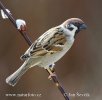 Tree Sparrow