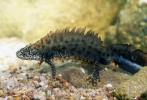 Triturus cristatus