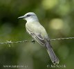 Tropical Kingbird