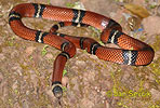 Tropical Kingsnake