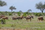 Tsavo East