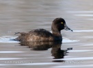 Tufted Duck