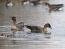 Tundra Bean Goose