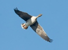 Tundra Bean Goose