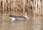 Tundra Bean Goose