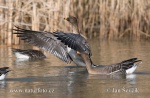 Tundra Bean Goose