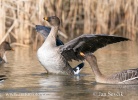 Tundra Bean Goose