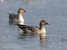 Tundra Bean Goose