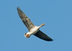 Tundra Bean Goose