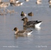 Tundra Bean Goose