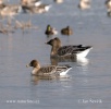 Tundra Bean Goose