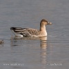 Tundra Bean Goose