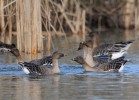 Tundra Bean Goose