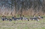 Tundra Bean Goose