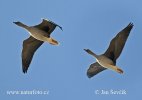 Tundra Bean Goose