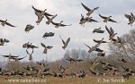 Tundra Bean Goose