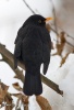 Turdus merula