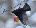 Turdus merula