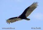 Turkey Vulture