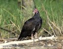 Turkey Vulture