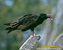 Turkey Vulture