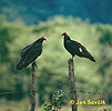 Turkey Vulture