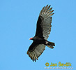 Turkey Vulture