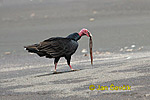 Turkey Vulture