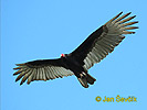 Turkey Vulture