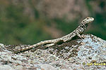 Turkmenian Agama