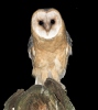 Tyto alba