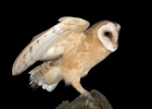 Tyto alba