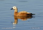 uddy Shelduck