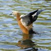 uddy Shelduck