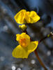 Utricularia australis