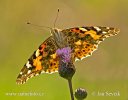 Vanessa cardui