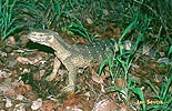 Varanus albigularis