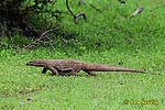 Varanus bengalensis