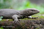 Varanus bengalensis