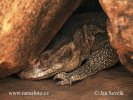 Varanus exanthematicus